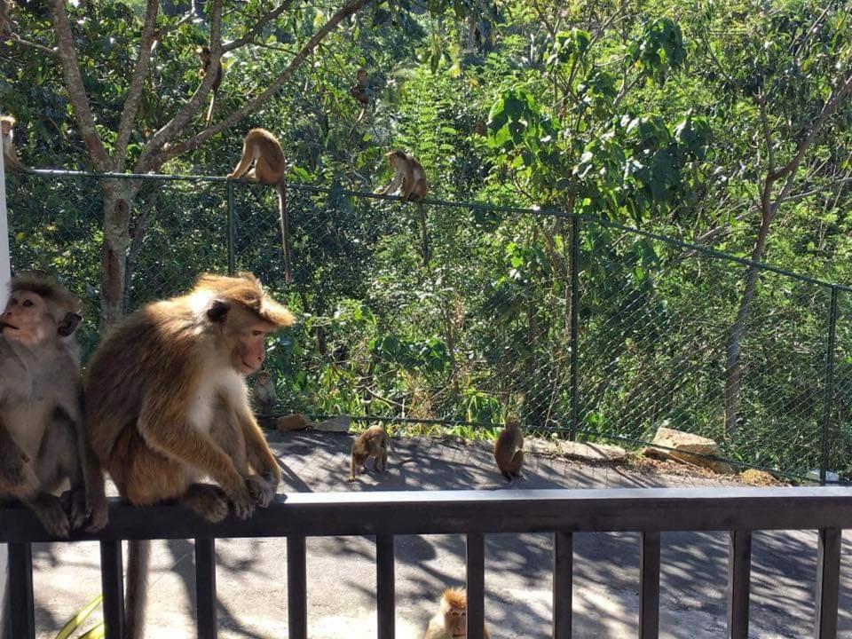 The Grand Hills Bed and Breakfast Kandy Esterno foto
